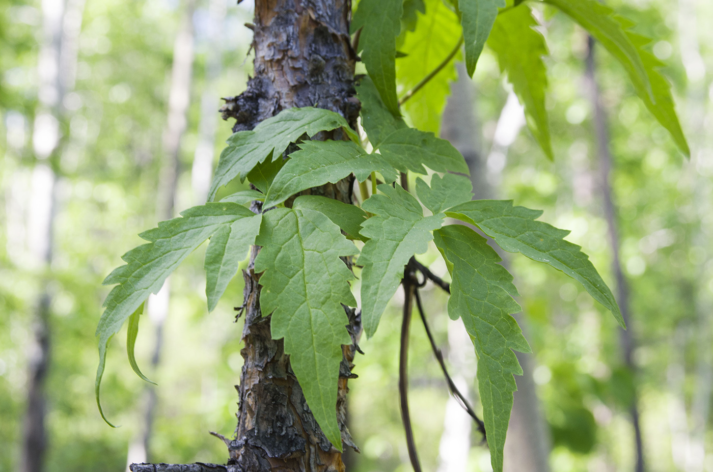 Изображение особи Atragene sibirica.