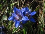 Gentiana septemfida