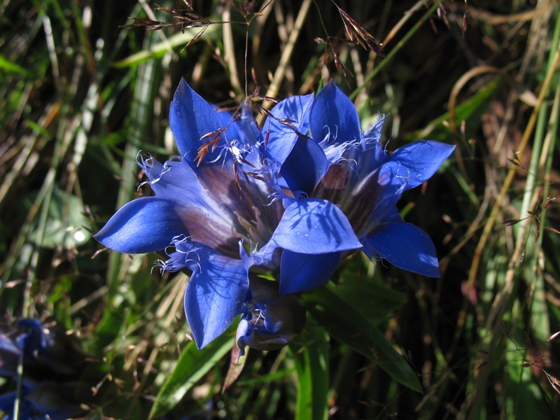 Изображение особи Gentiana septemfida.