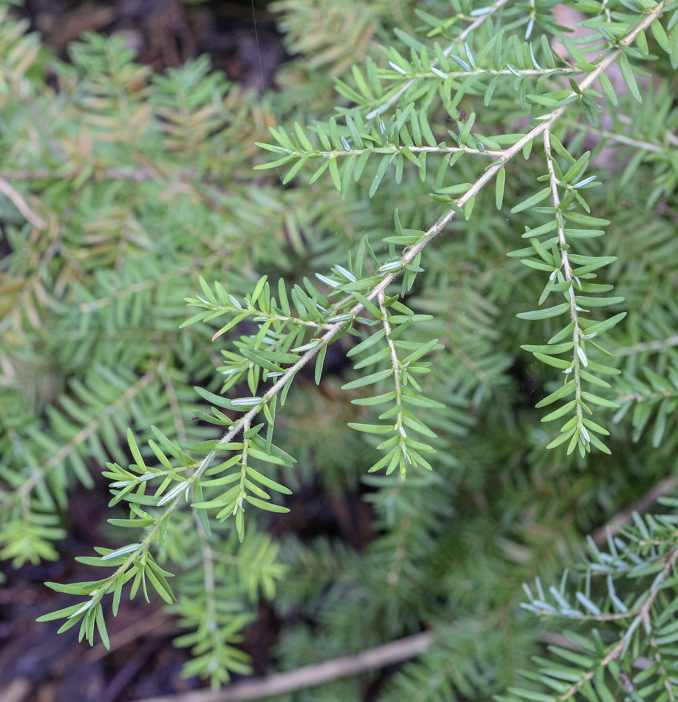 Изображение особи Tsuga canadensis.