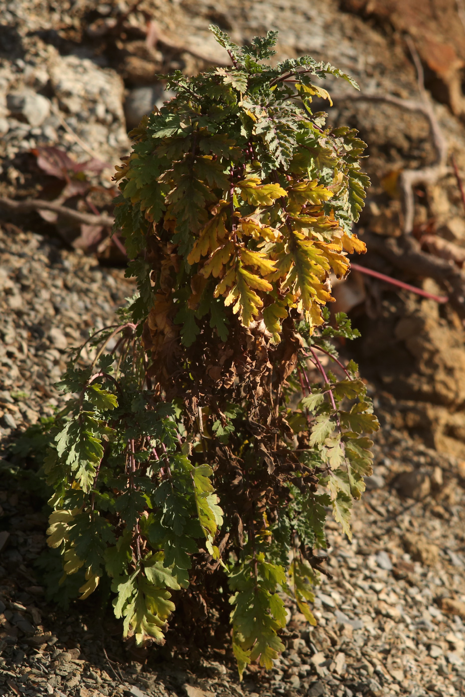 Image of familia Asteraceae specimen.