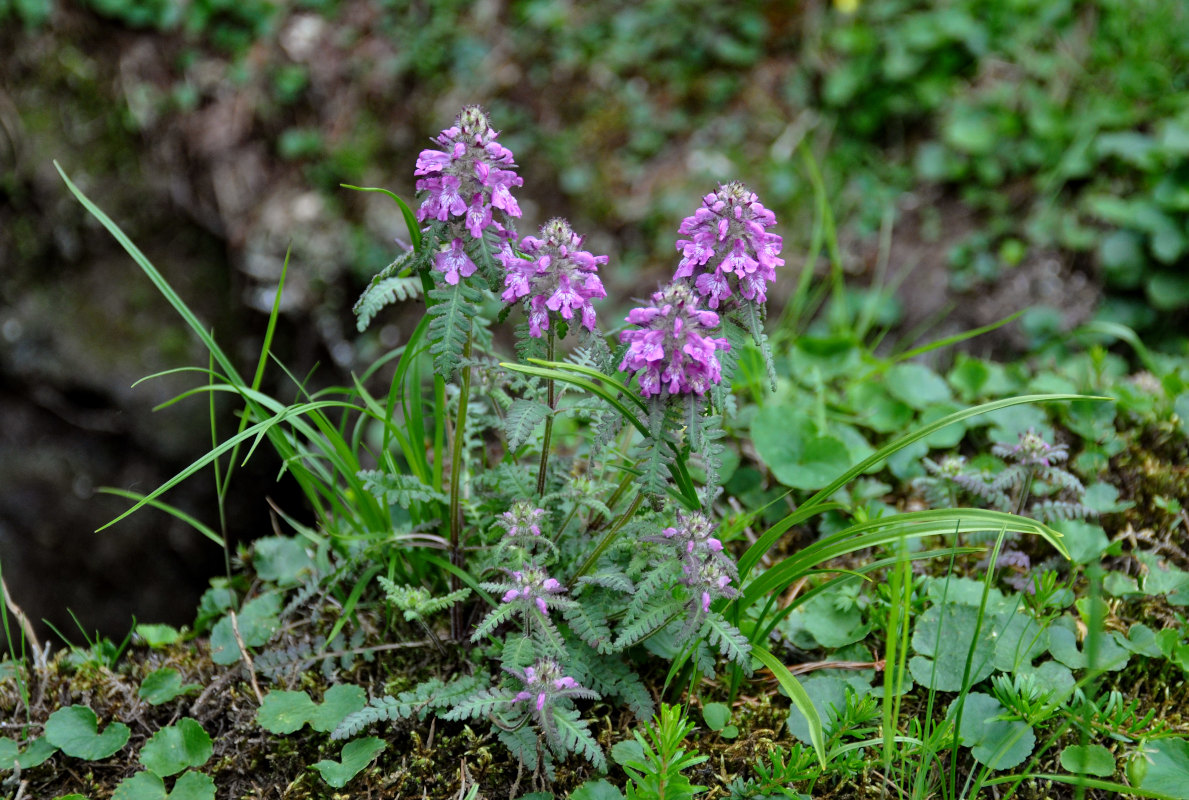 Изображение особи Pedicularis verticillata.