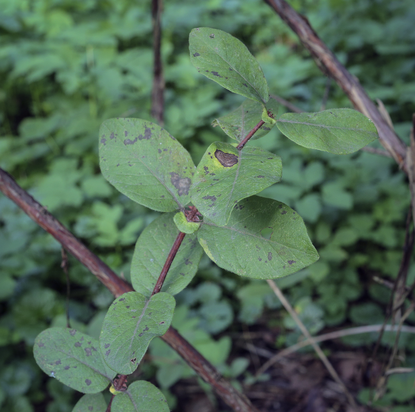 Image of Lonicera caerulea specimen.