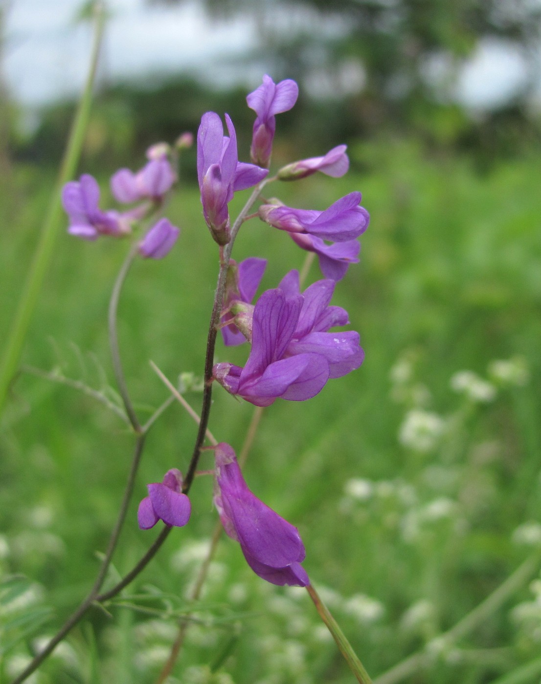 Image of genus Vicia specimen.