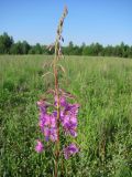 Chamaenerion angustifolium