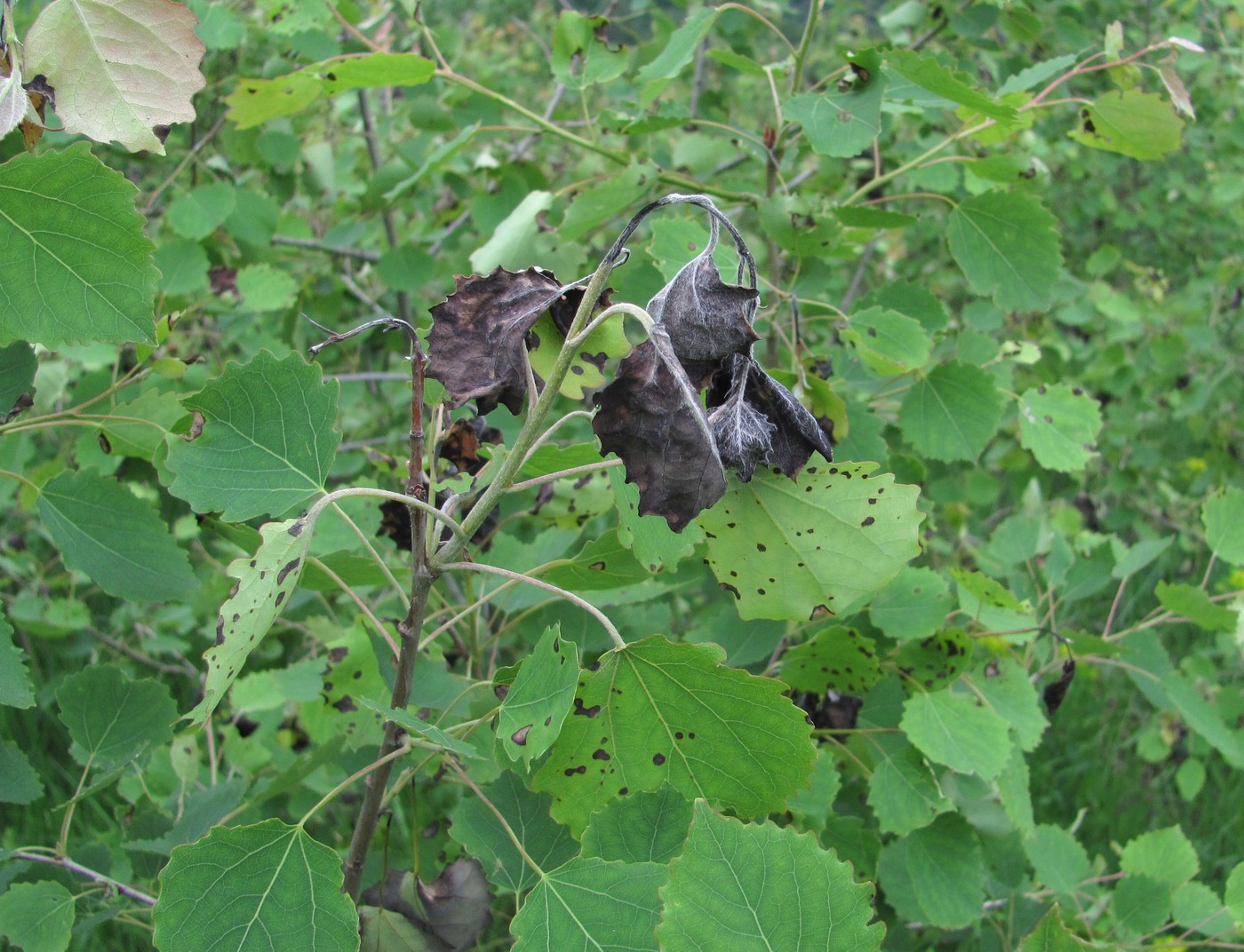 Image of Populus tremula specimen.