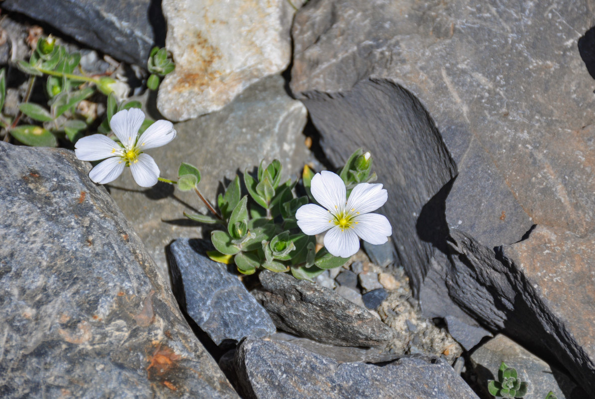 Image of Cerastium lithospermifolium specimen.