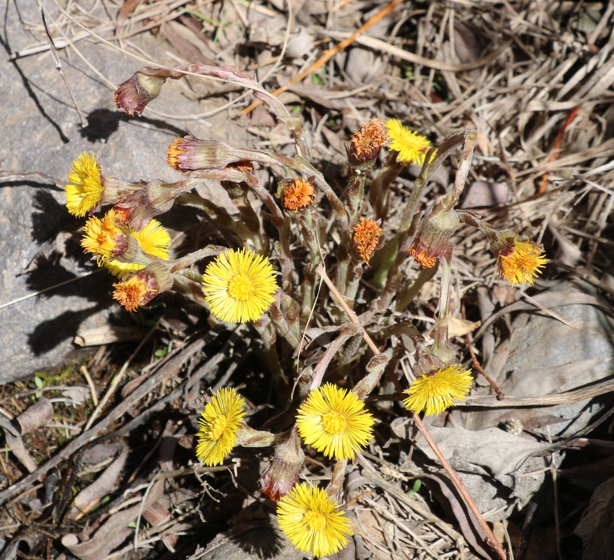 Image of Tussilago farfara specimen.