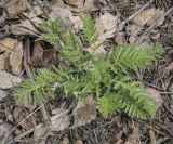 Pyrethrum corymbosum