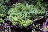 genus Euphorbia. Цветущее растение. Дагестан, Государственный природный заказник федерального значения \"Самурский\", широколиственный лес. 08.05.2022.