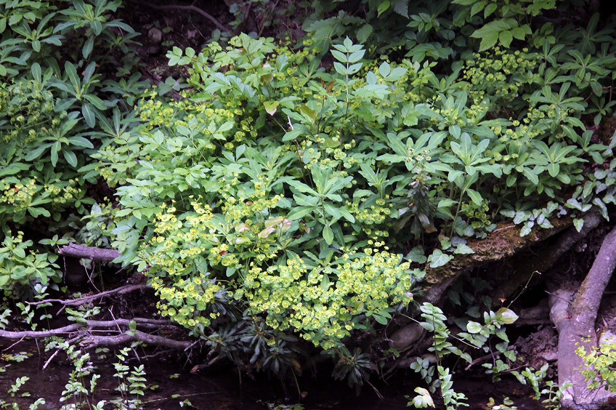 Изображение особи род Euphorbia.