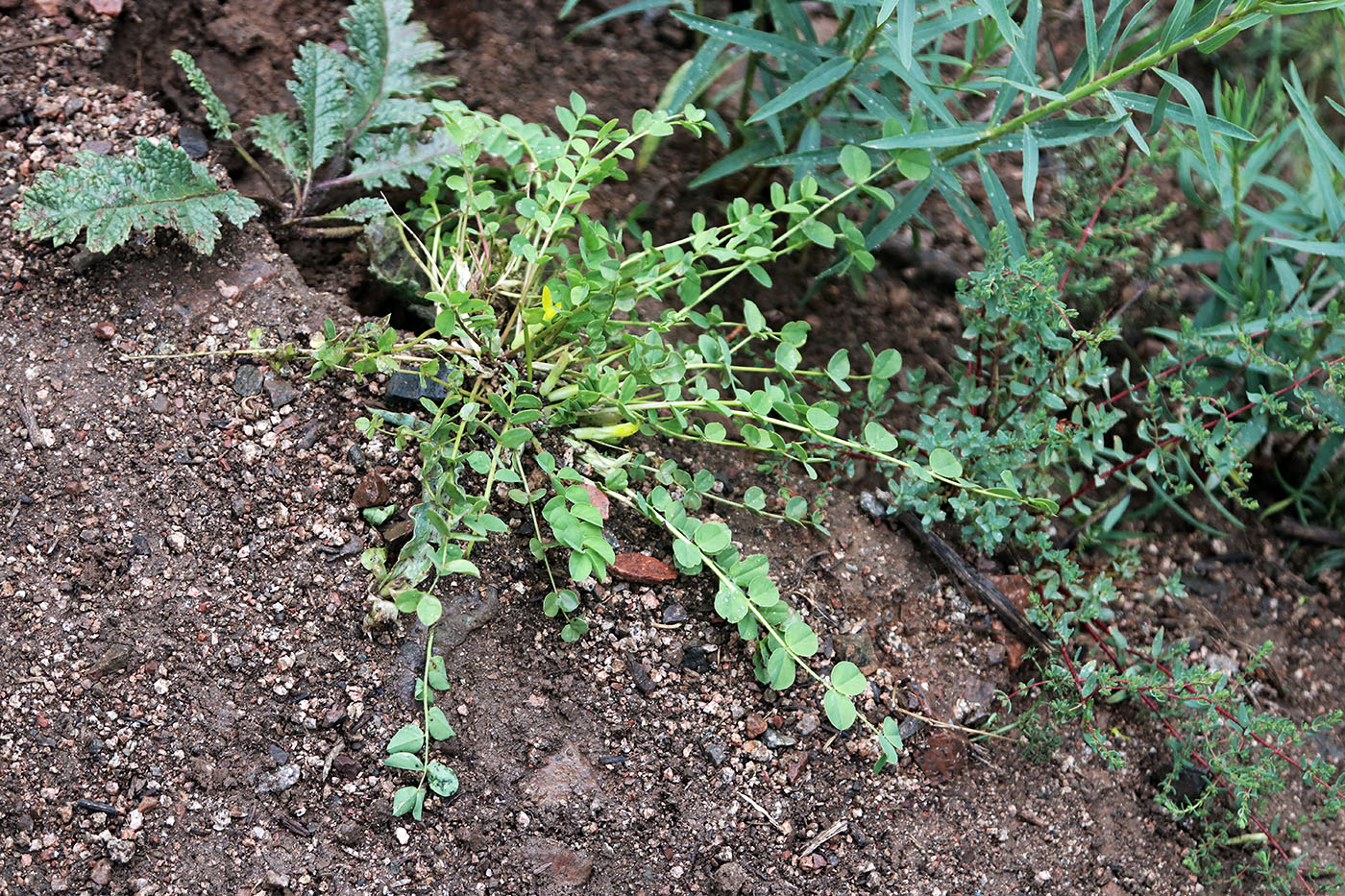 Изображение особи Astragalus aksaricus.