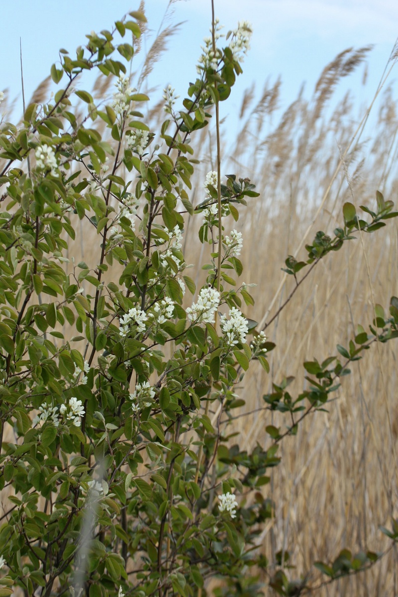 Image of Amelanchier spicata specimen.