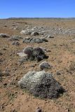 семейство Asteraceae. Цветущие растения. Эфиопия, провинция Бале, аураджа Фасиль, национальный парк \"Горы Бале\", плато Санети, высота 4100 м н.у.м. 28.12.2014.