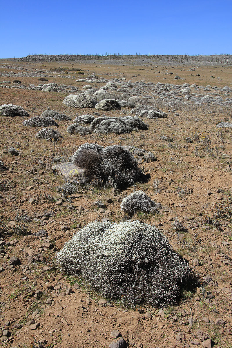 Image of familia Asteraceae specimen.