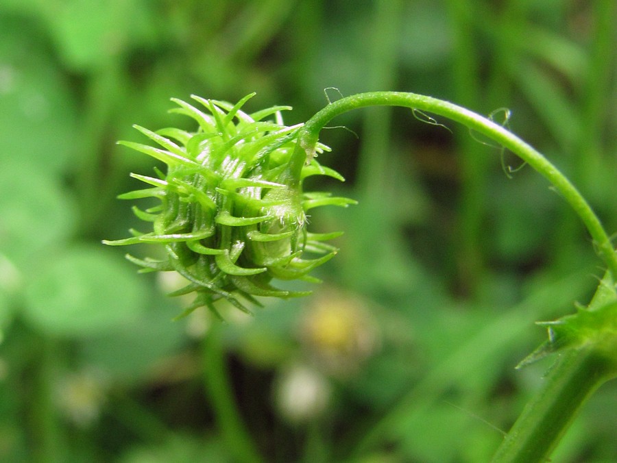 Image of Medicago arabica specimen.