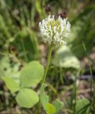 Trifolium repens