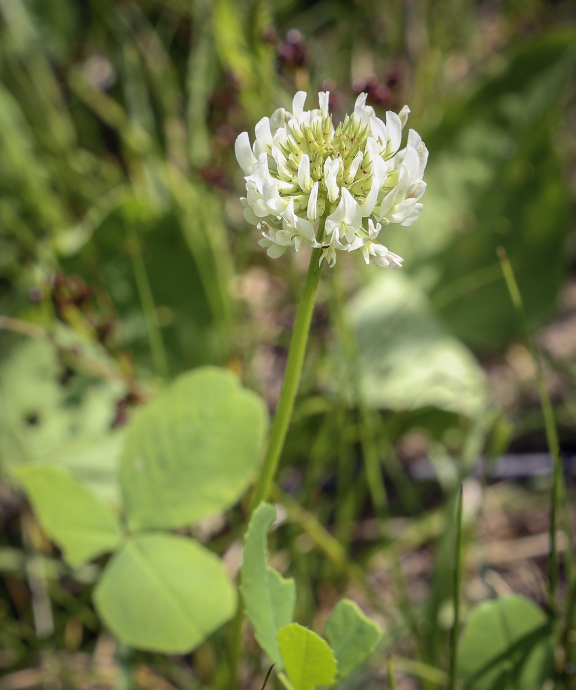 Image of Trifolium repens specimen.