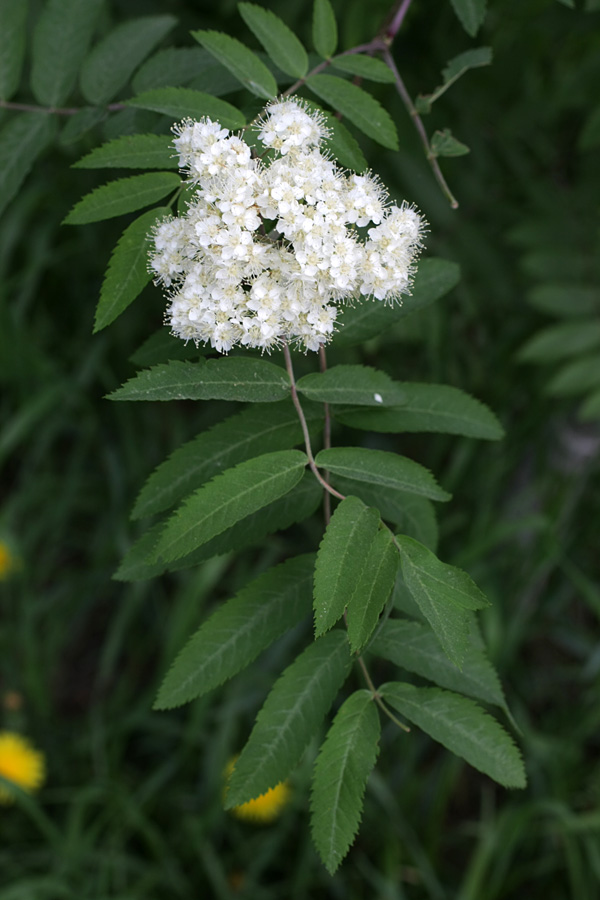 Image of Sorbus aucuparia specimen.