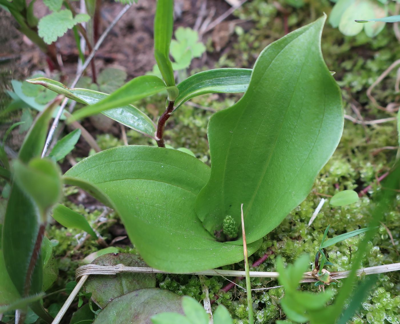 Изображение особи Listera ovata.