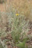 Crepis rhoeadifolia. Цветущее растение. Ростовская обл., Мясниковский р-н, окр. села Несветай, каменистая степь. 16.07.2022.