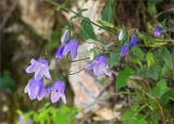 Campanula longistyla. Соцветие. Абхазия, окр. г. Новый Афон, обрывистый склон у обочины грунтовой дороги. 19.05.2021.