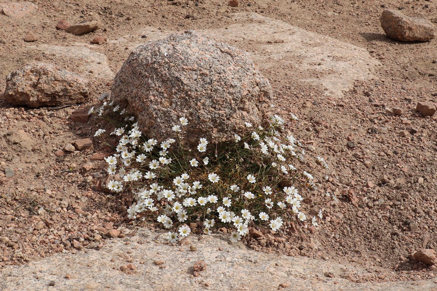 Изображение особи Dichodon cerastoides.