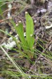 семейство Polypodiaceae. Молодые вайи. Бутан, дзонгхаг Монгар, национальный парк \"Phrumsengla\". 05.05.2019.