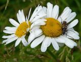 Leucanthemum vulgare