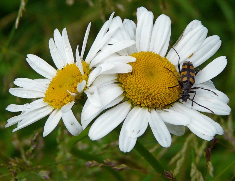 Image of Leucanthemum vulgare specimen.