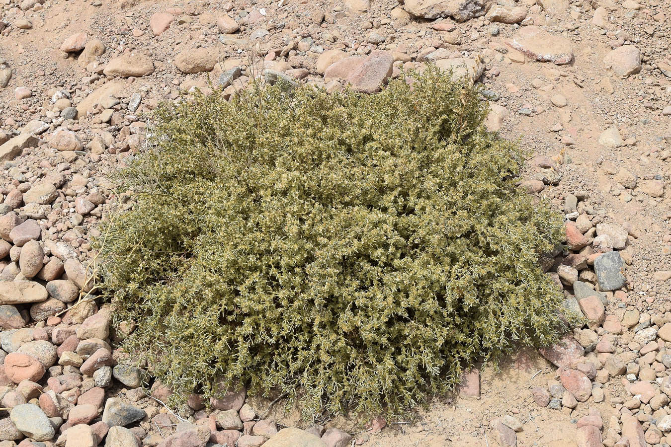 Image of Iljinia regelii specimen.