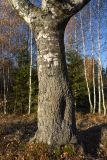 Betula pendula