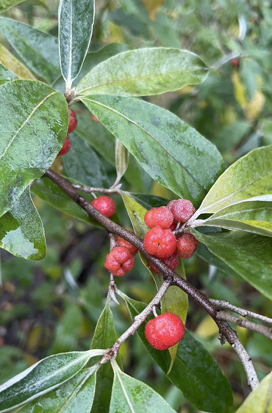 Image of Elaeagnus umbellata specimen.