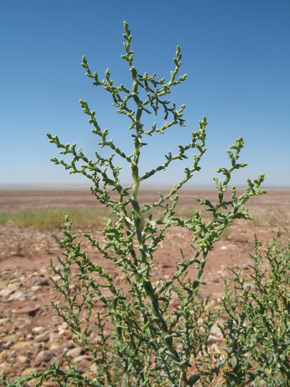 Изображение особи Kalidium foliatum.