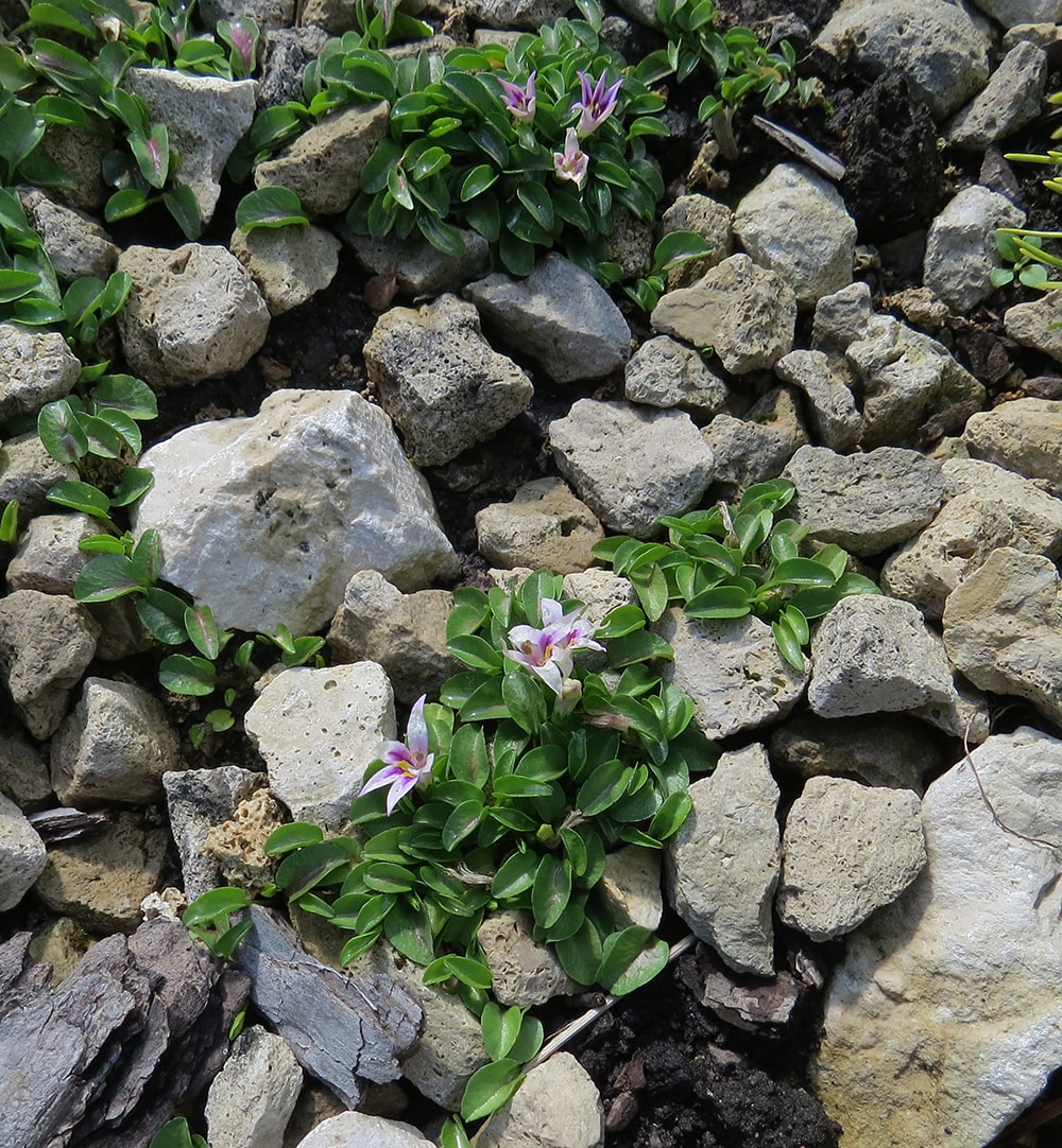 Изображение особи Lobelia oligophylla.