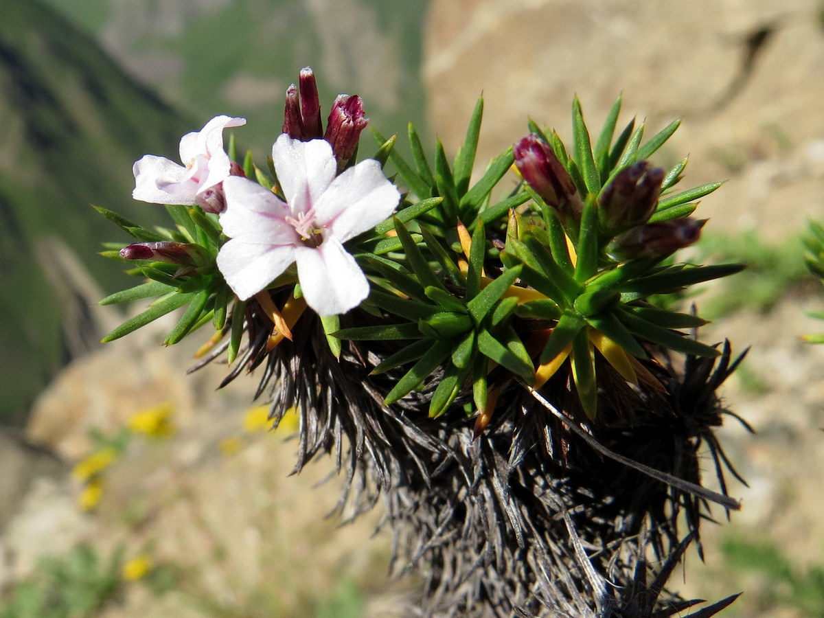 Image of genus Acantholimon specimen.