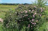 Rosa oxyodon. Цветущее растение. Армения, обл. Арагацотн, окр. с. Тегер, ≈ 1700 м н.у.м., луговой склон. 20.06.2022.