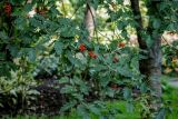 Sorbus hybrida