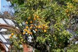 Citrus sinensis. Крона плодоносящего дерева. Марокко, обл. Танжер - Тетуан - Эль-Хосейма, хр. Эр-Риф, г. Шефшауэн, ≈ 600 м н.у.м., в культуре. 05.01.2023.