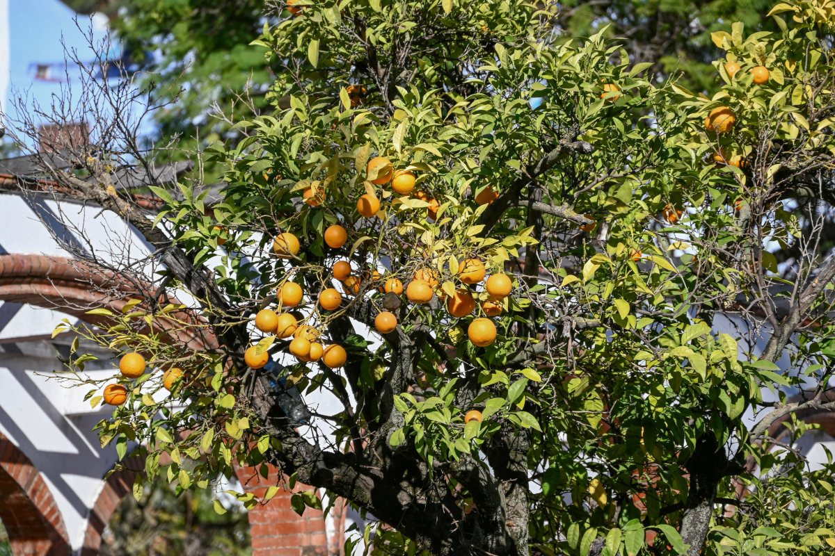 Image of Citrus sinensis specimen.