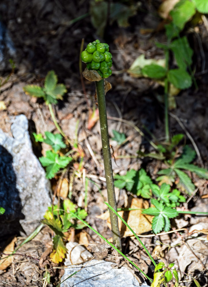Image of Arum korolkowii specimen.