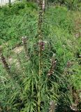 Leonurus japonicus