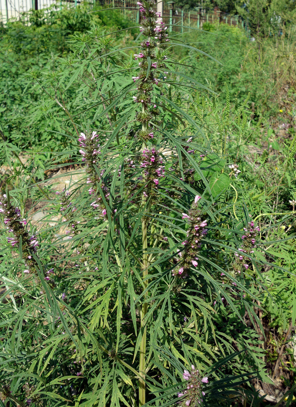 Изображение особи Leonurus japonicus.