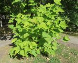 Catalpa bignonioides