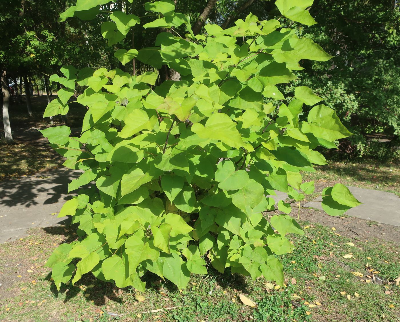 Изображение особи Catalpa bignonioides.