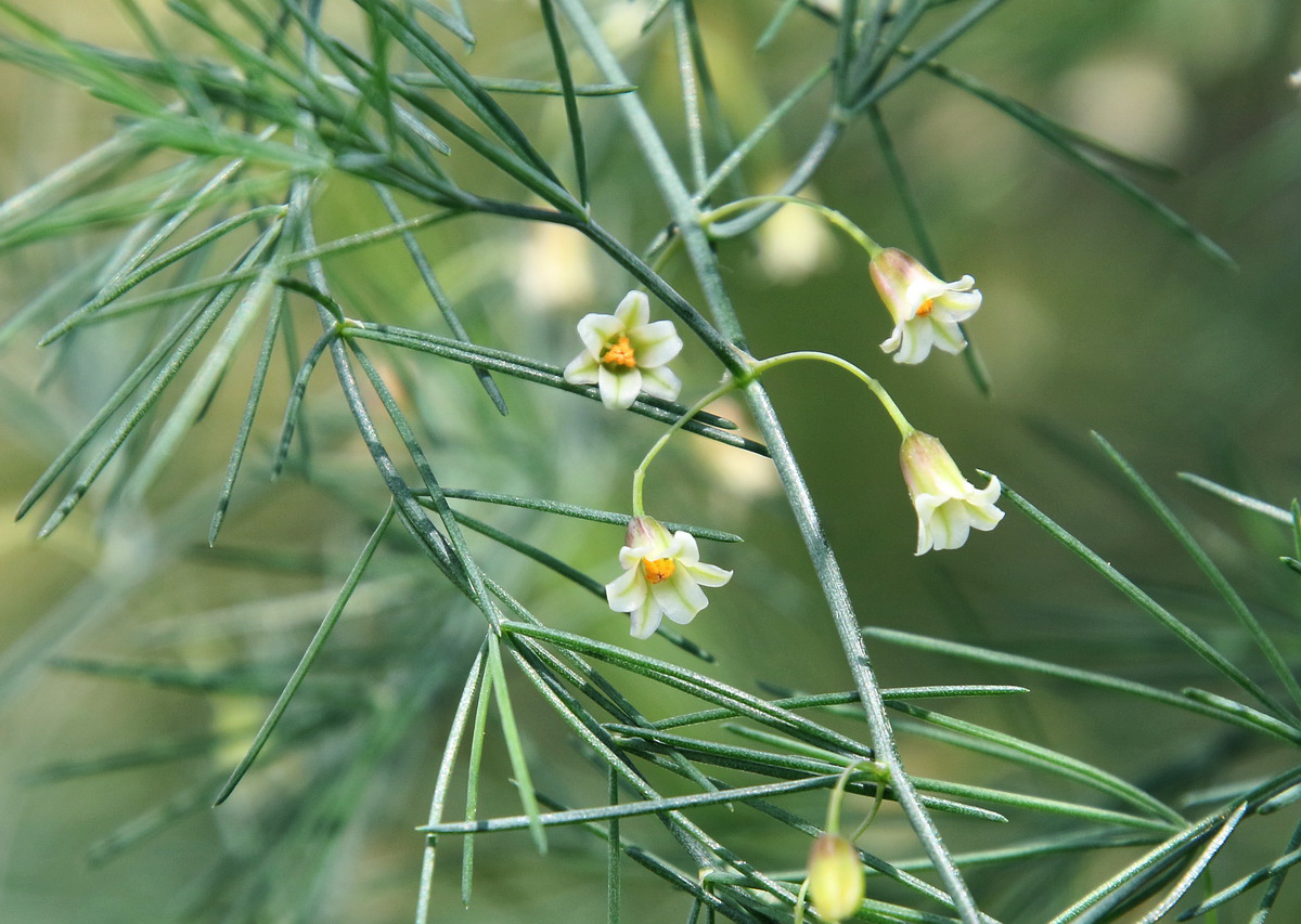 Изображение особи Asparagus litoralis.