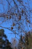 Betula papyrifera. Покоящиеся ветви с прошлогодними соплодиями и нераспустившимися мужскими соцветиями. Санкт-Петербург, Старый Петергоф, парк \"Сергиевка\", луг напротив дирекции. 09.04.2023.