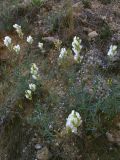 Astragalus glaucus. Цветущие растения. Крым, окр. с. Верхнесадовое, известняковые холмы. 30 мая 2009 г.