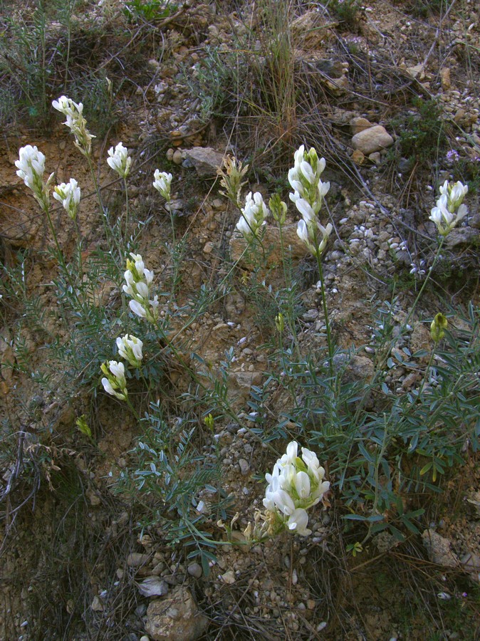 Изображение особи Astragalus glaucus.