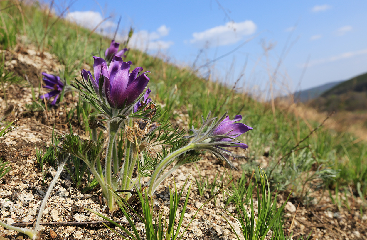 Изображение особи Pulsatilla turczaninovii.